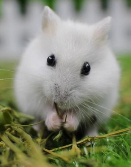银狐仓鼠