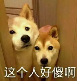 沙雕丨内心毫无波澜