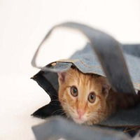 动画猫躲着看的头像女生微信头像图片大全