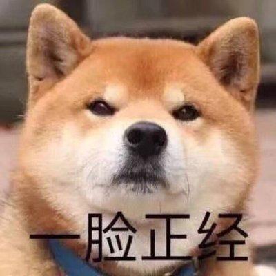柴犬宠物界的戏精比二哈演技还要高主人每天看它演戏好累哦
