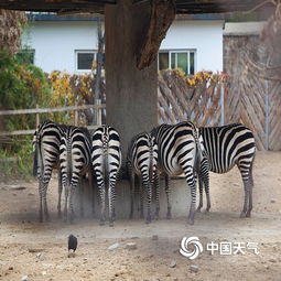 萌萌哒北京动物园里动物取暖姿势组别样表情包