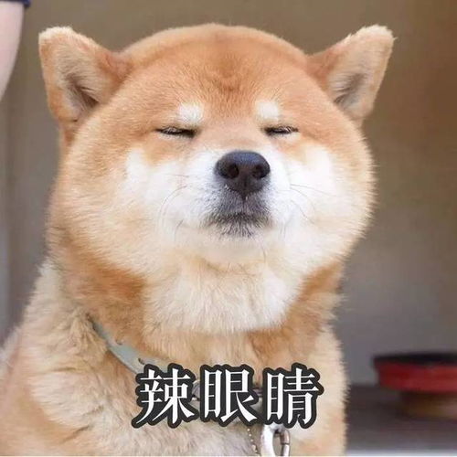 可爱柴犬著名网红动漫头像