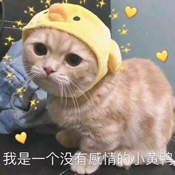 材有料趣无穷知识普及之新型甲骨再续文明数千年