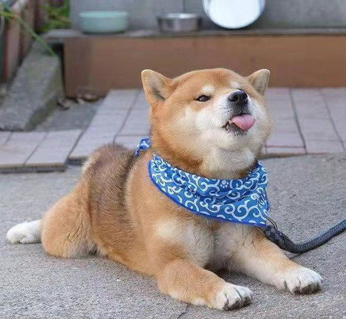 柴犬初七只剩半具尸体,爱狗和恨狗人士都别吵了
