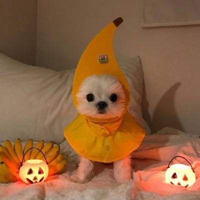 好看的狗狗微信头像狗狗头像萌图片大全