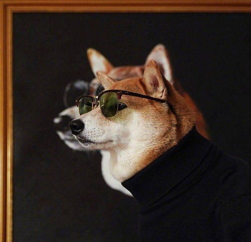 知乎大神有没有跟这个类似的柴犬穿衣服的头像