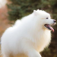 可爱萌宠萨摩耶犬qq头像,小萨摩耶犬图片大全