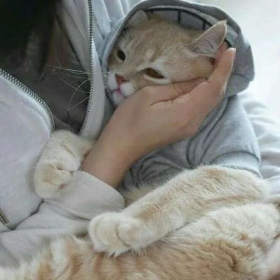 可爱猫咪微信头像大全抱猫咪的头像高清呆萌