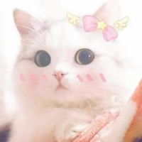 qq动物头像可爱小猫咪动物qq头像