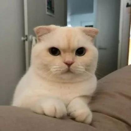 可爱猫咪情侣头像一对,又萌又搞笑的小猫