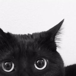 神秘莫测古灵精怪的小黑猫,谁能不爱呢