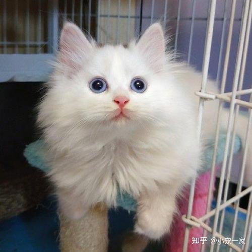 最好看的8种猫咪排名,田园猫上榜