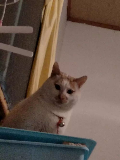 i讨论下,大家喜欢狗多一点还是猫多一点