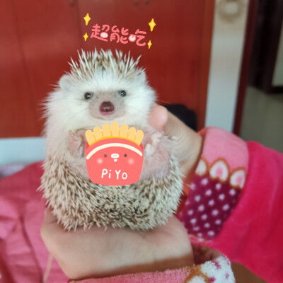 刺猬刺猬图片堆糖,美图壁纸兴趣社区