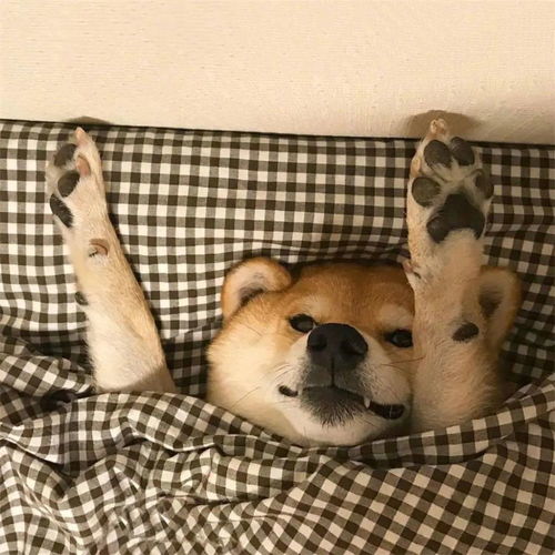 情侣头像高清可爱柴犬情头