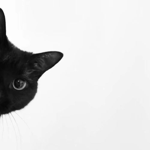 黑猫精美图片