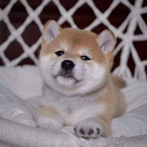 小柴犬无偿领养