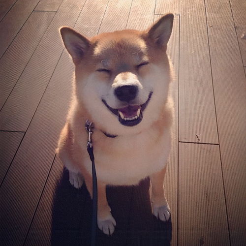 三招教你识破那些假柴犬犬舍骗子