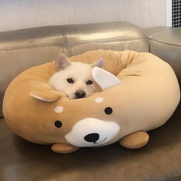 第一次坐车出门的狗狗