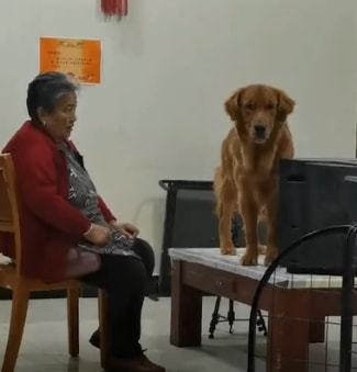 求奶奶摸头被忽视,河北一狗狗赌气挡住电视不让奶奶看,然后冷战开始
