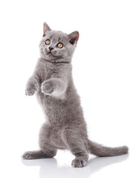 点击来源直接获取大图文件灰色的猫用后腿行走摄影搞笑猫猫高清大图