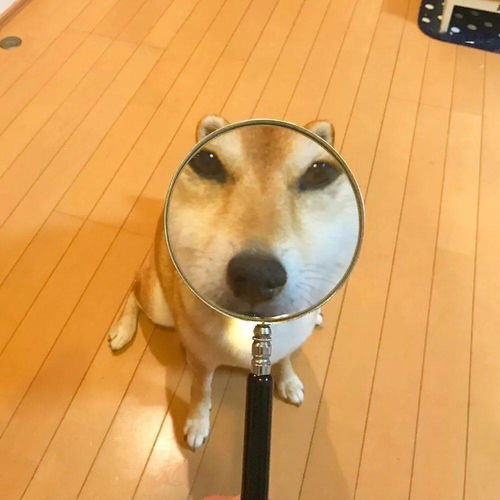 今日头像沙雕情侣头像
