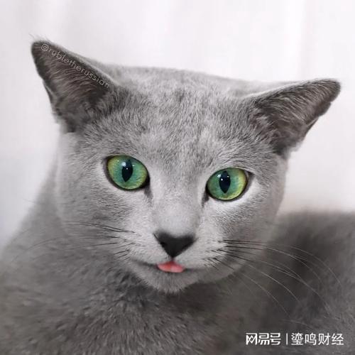 你知道动漫中的猫,卡鲁宾,汤姆,起司,黑猫警长都是什么猫吗