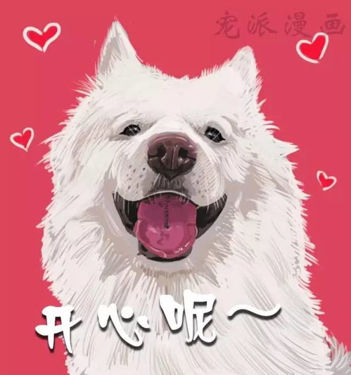 宠派漫画自从养了宠物后,多少人把生活过成了段子