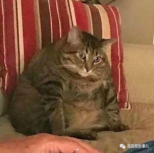 鱼乐时光他画出了猫的深刻灵魂