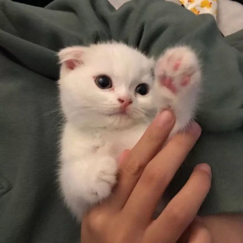 timthumb