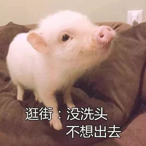 油头救星驾到再也不用天天洗头啦