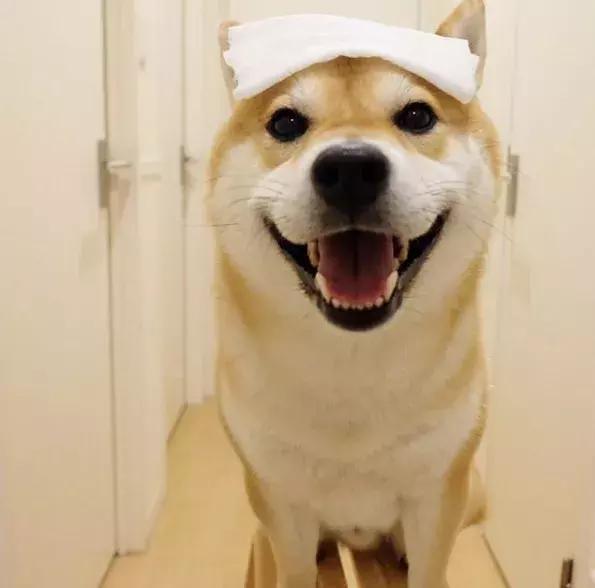 听说看到这只狗狗的人,都忍不住笑了出来