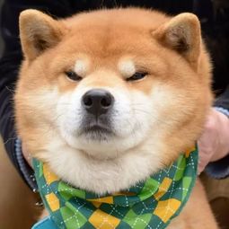 最近日本比较火的一只柴犬,它被认为是行走的表情包