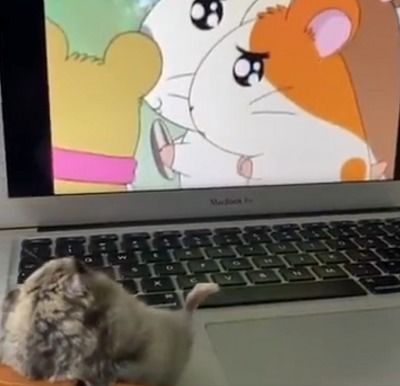仓鼠一边看动画一边吃零食,小日子真惬意简直是鼠生赢家啊