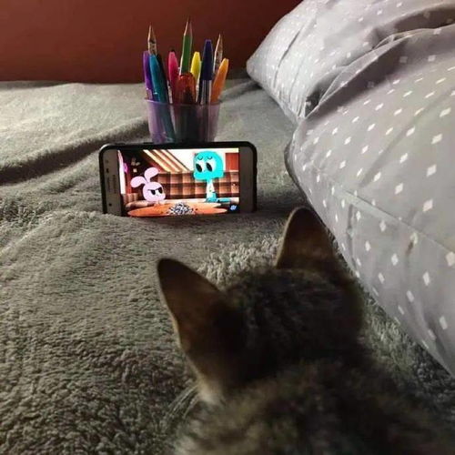 铲屎官家的猫咪很喜欢看动画片,经常一看一整天