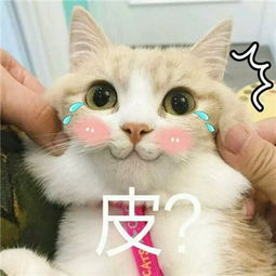呆萌可爱喵星人头像带字高清图片人生还没开始甜就已经腻了