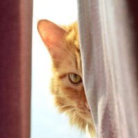 动画猫躲着看的头像女生微信头像图片大全