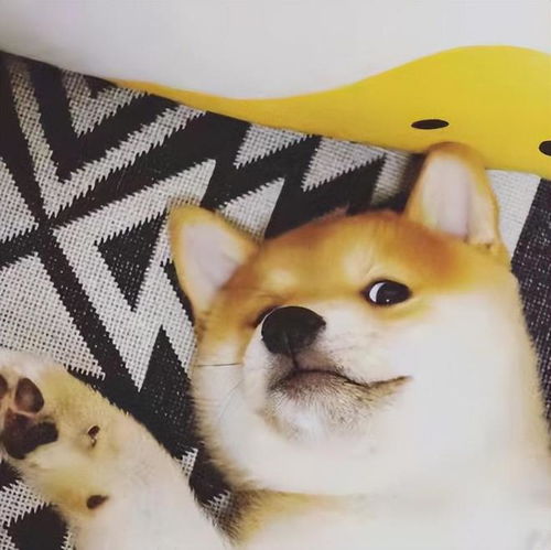狗子脾气太倔柴犬当排第一,但养成为所欲为习惯的狗子同样脾气倔