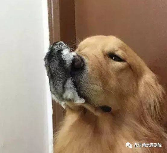 花生爱心速递一只温暖全家的流浪金毛