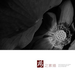 荷花素描