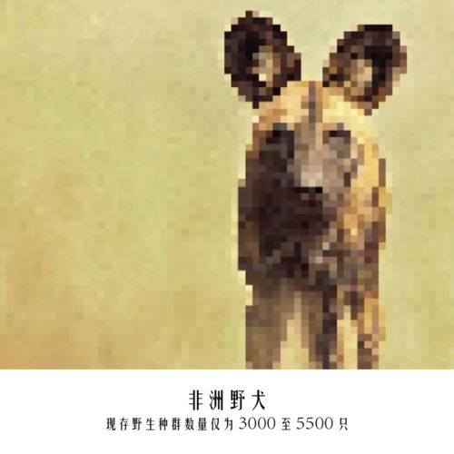 跟着伪装特工打入真动物世界内部瞧瞧