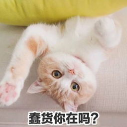 可爱猫咪头像带字高清2018最新人心对人心你真我就真