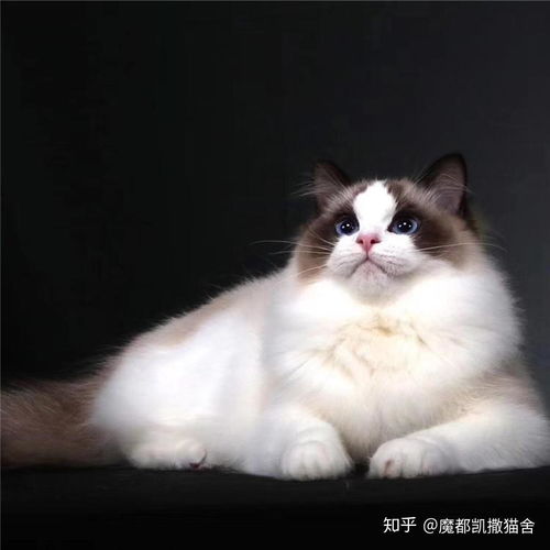 杭州哪里可以买到布偶猫,如何防止猫咬