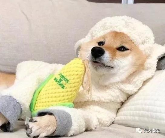 让柴犬害怕的东西,你知道嘛