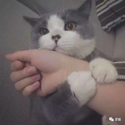 千古难题猫咪爱铲屎官吗