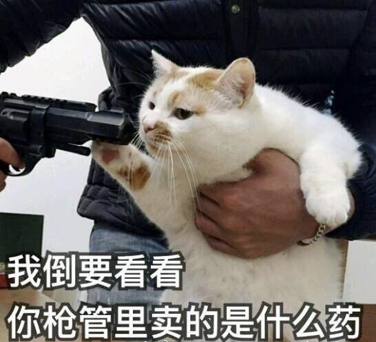 谁有猫猫狗狗的表情包啊治愈系的