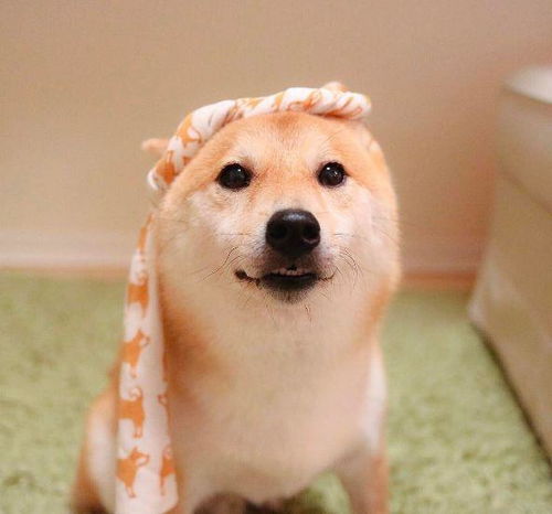 演艺界的戏精,最容易被卡住的卡门柴犬