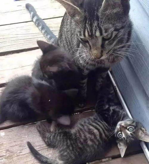 野外露营,遇到猫咪带着娃来碰瓷,于是...