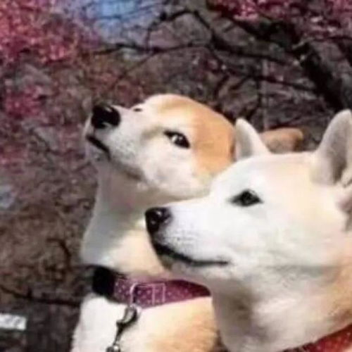 整理柴犬系列