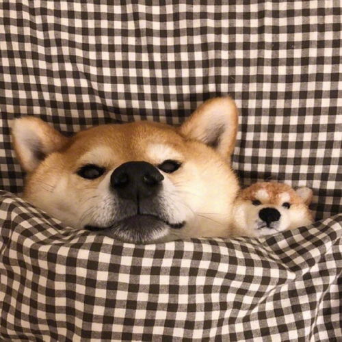 狗狗头像一只可爱的柴犬